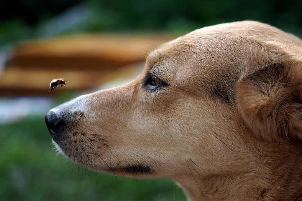 What to do if your dog is stung by a bee – DOG by Dr Lisa