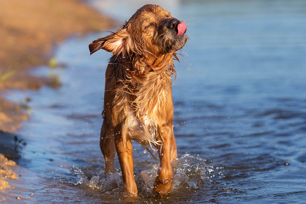 Fun In The Sun: 11 Great Summer Activities To Do With Your Dog – Dog By 