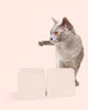 CAT Corner Bowls - Blush