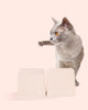 CAT Corner Bowls
