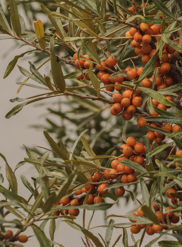 Sea Buckthorn used in Omega-6 Oil dog supplement