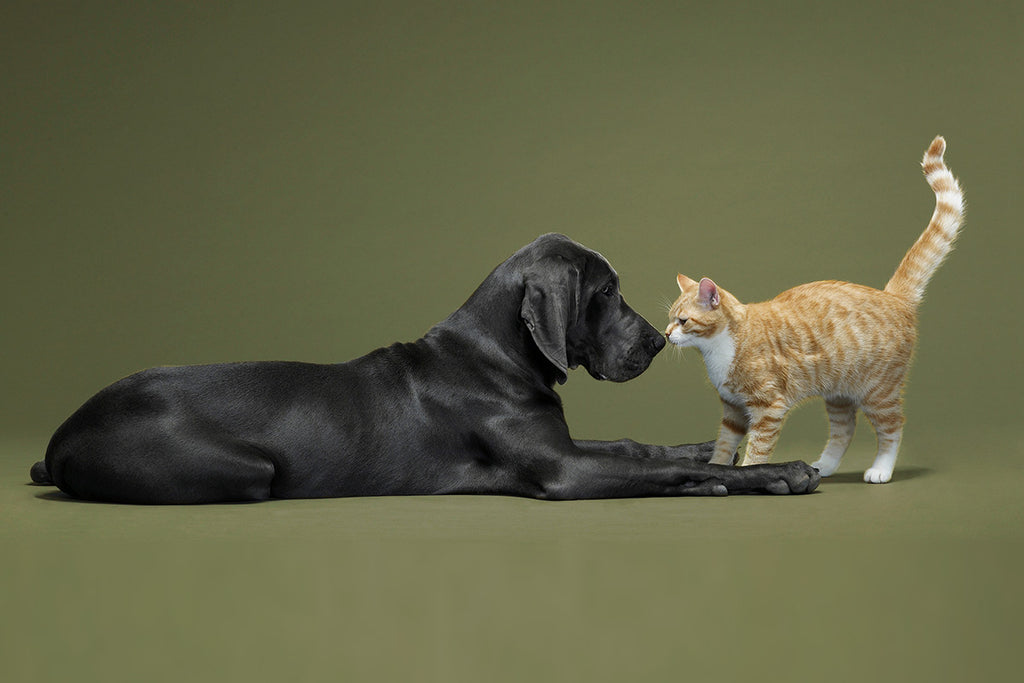 Can cats and dogs just get along? Tips for introducing your new feline – DOG by Dr Lisa