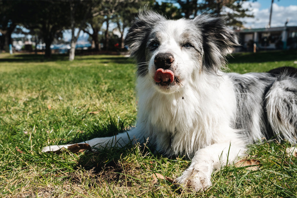 Why Do Dogs Eat Grass DOG By Dr Lisa   Grass Eating Blog3 1024x1024 