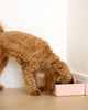 DOG Corner Bowls