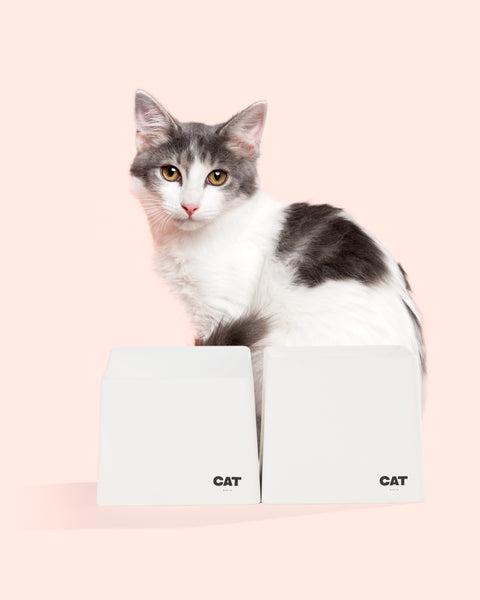 CAT Corner Bowls - Ecru
