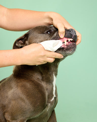Dog Dental Care