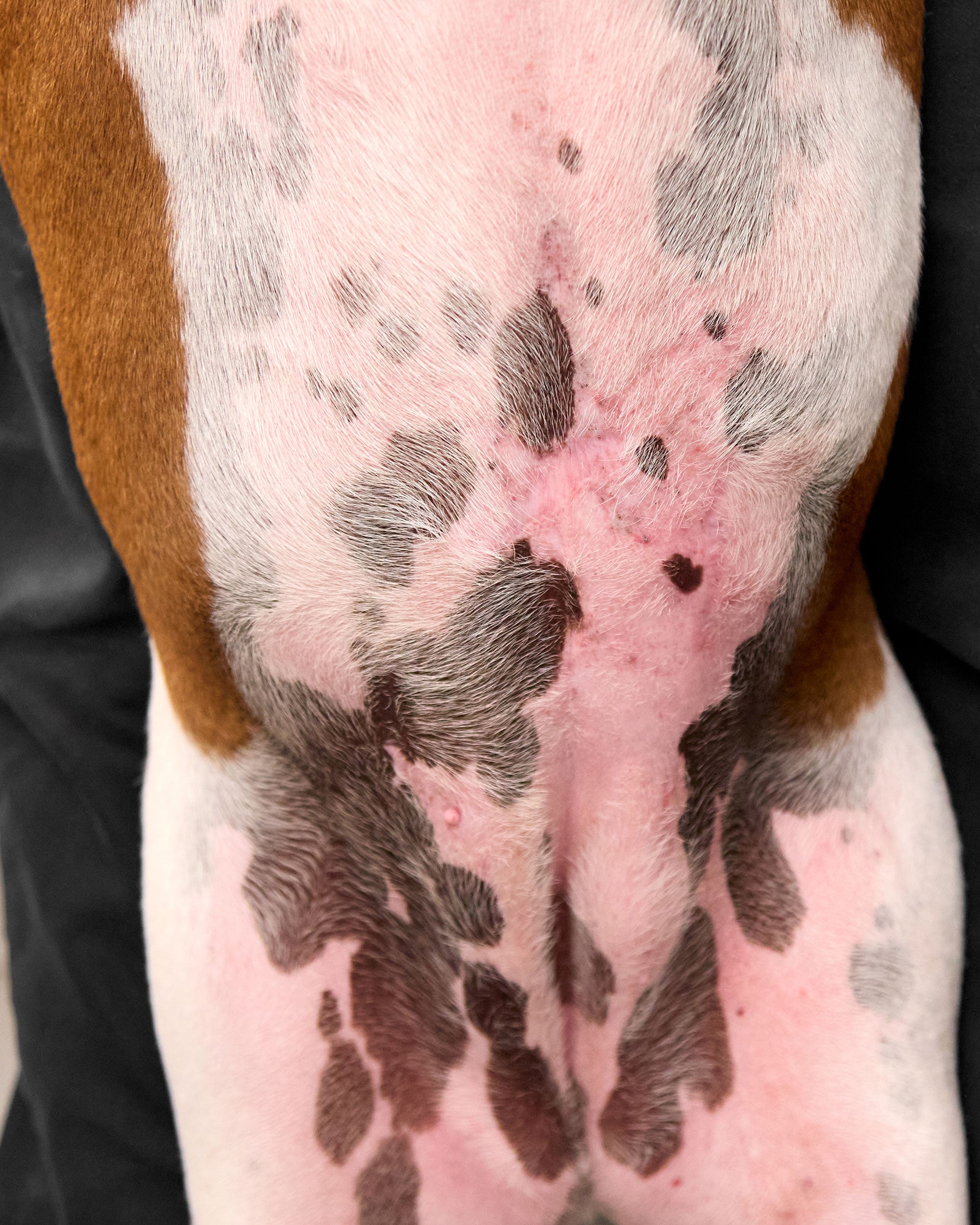 DOG Sensitive Wash DOG By Dr Lisa DOG Sensitive Wash DOG By Dr Lisa