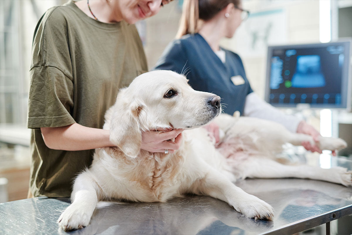 Pet health insurance: What you need to know – DOG by Dr Lisa